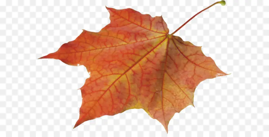 Hoja De Otoño，Caer PNG