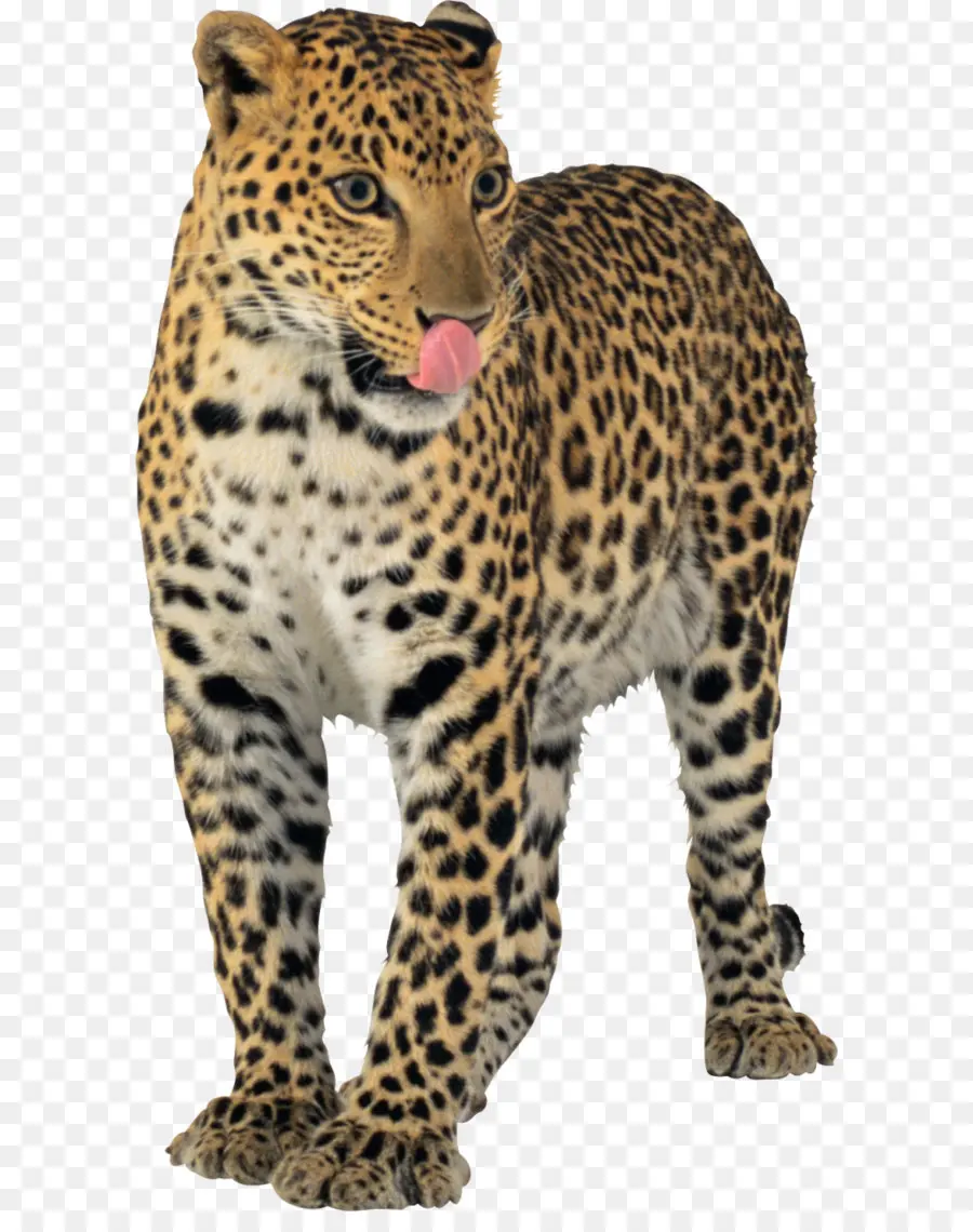 Jaguar，Guepardo PNG