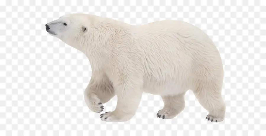 Oso Polar，Ártico PNG