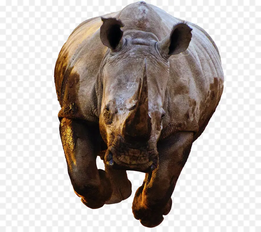 Rinoceronte，De Escritorio Papel Tapiz PNG
