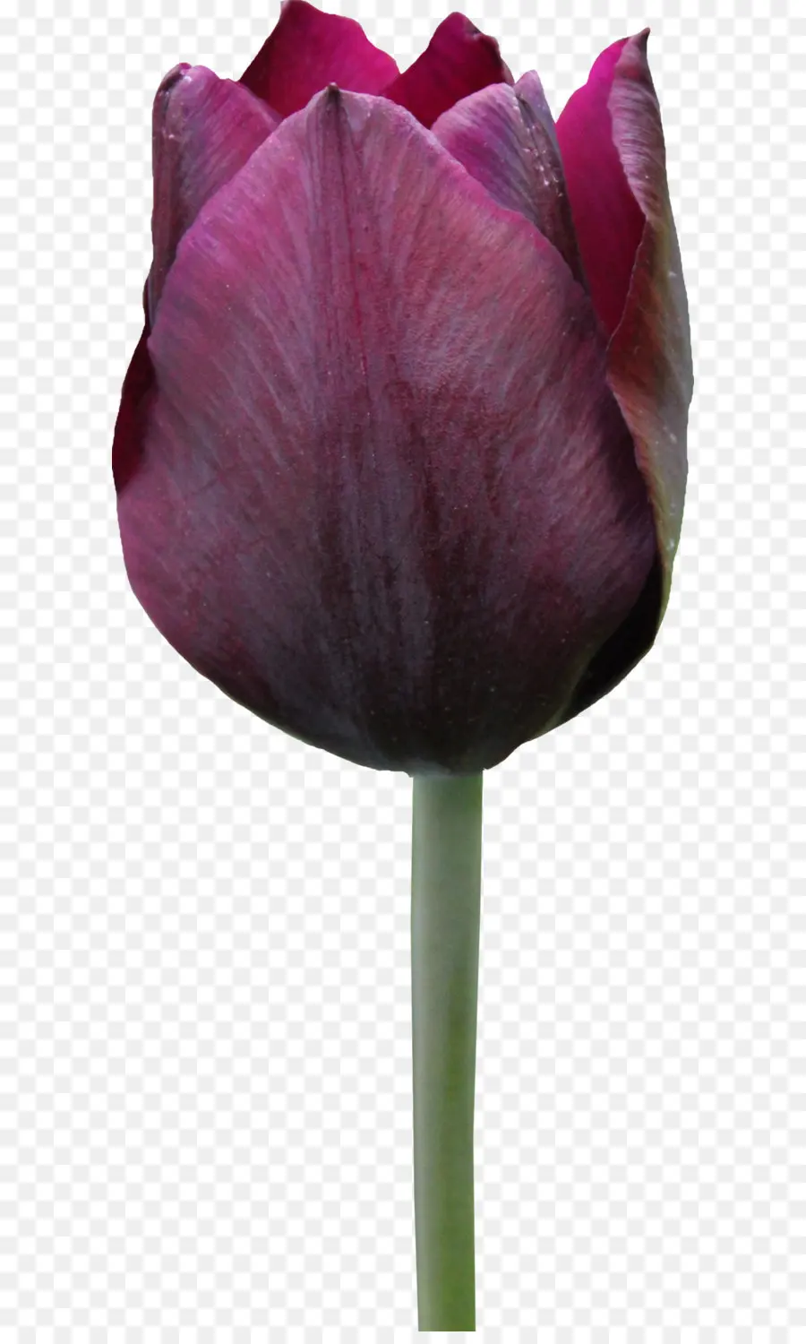 El Tulip La Historia De Una Flor Que Se Ha Hecho Hombres Mad，Flor PNG