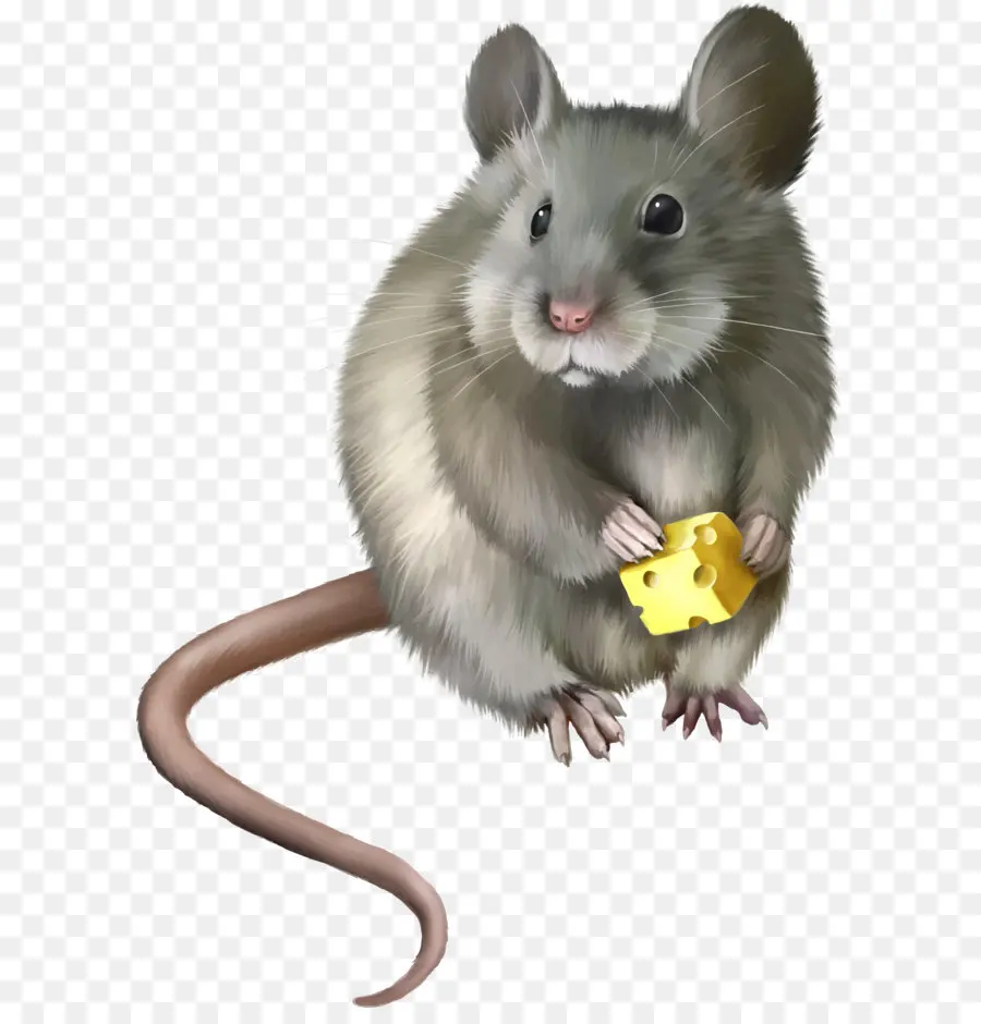 Ratón，Rata PNG