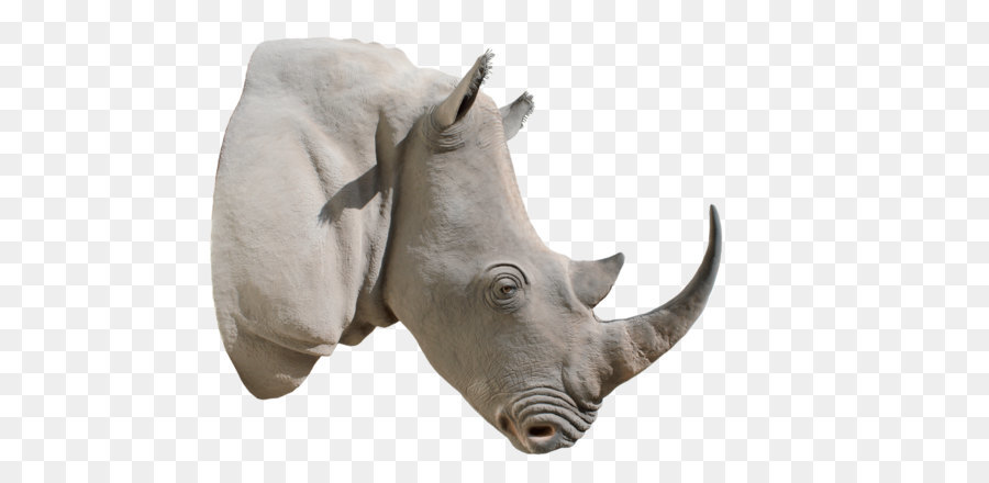 Rinoceronte，Blanco Rinoceronte PNG