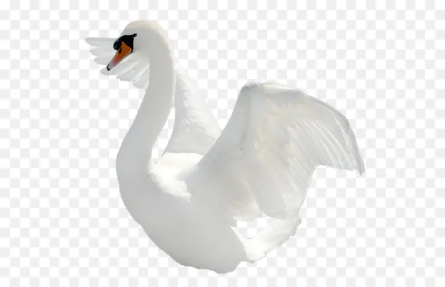 Cisne，Agua PNG