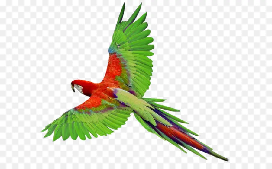 Loro，Aves PNG