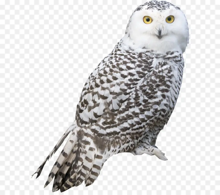 Nevado Owl，Aves PNG