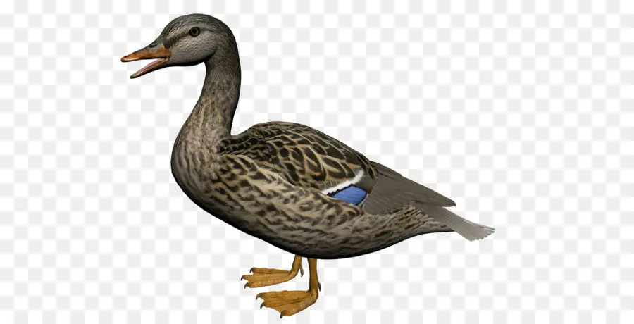 Señuelo De Pato，Caza PNG