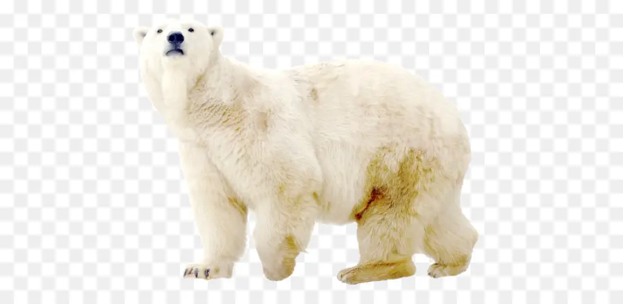 Polar Bear，Oso PNG