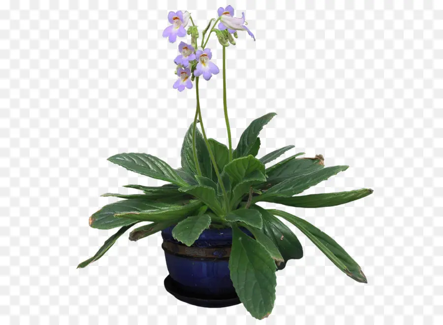 Las Orquídeas，Planta PNG