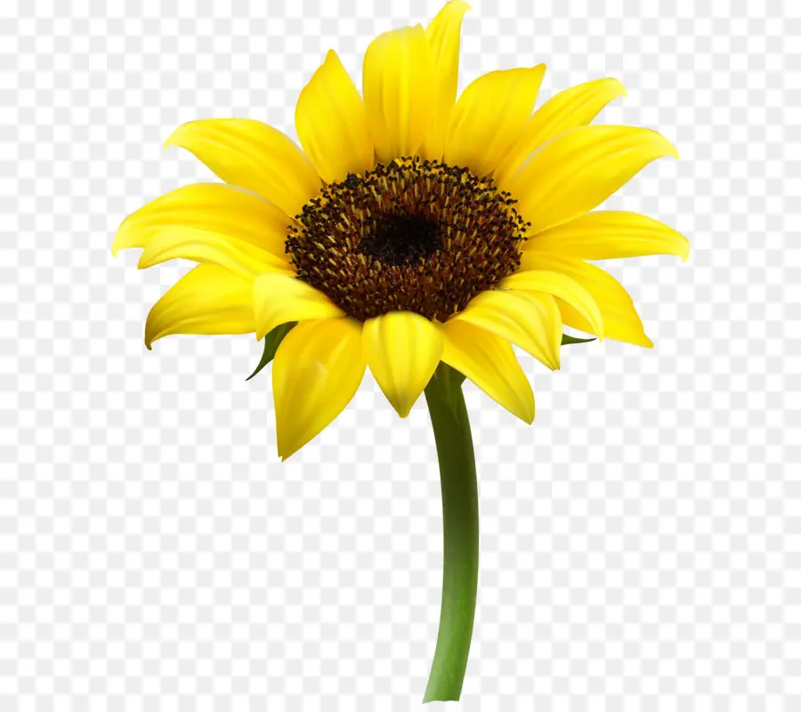 Común De Girasol，Descargar PNG