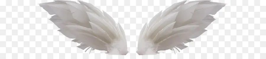 Alas Blancas，Plumas PNG