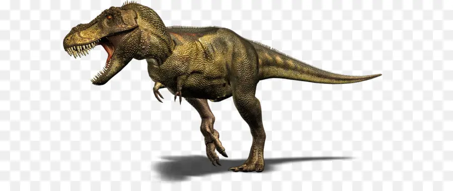 El Tiranosaurio Rex，Spinosaurus PNG