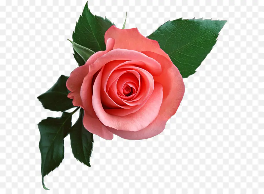 Rosa，Flor PNG