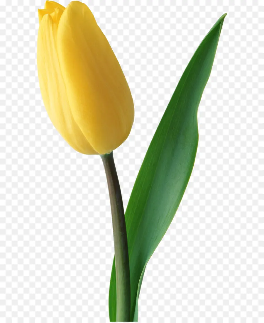 Flor，Tulip PNG