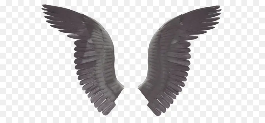 Alas Negras，Plumas PNG