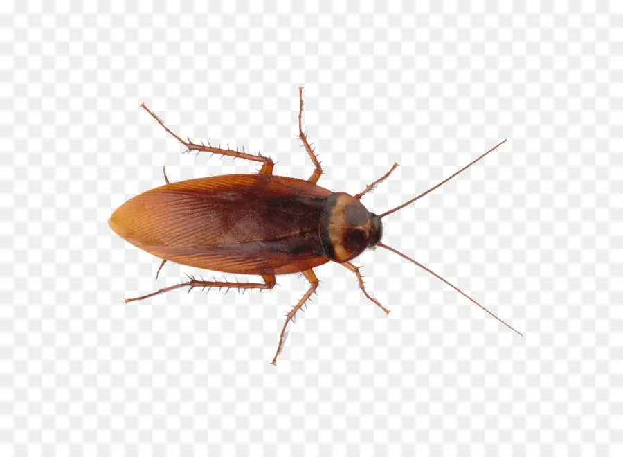 Cucaracha，Los Insectos PNG