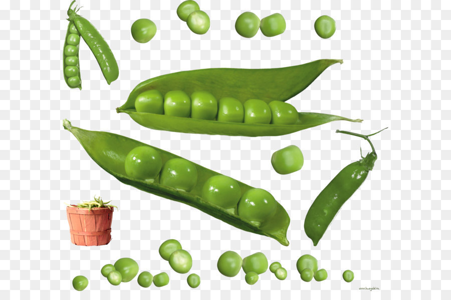 Nieve Pea，Común Bean PNG