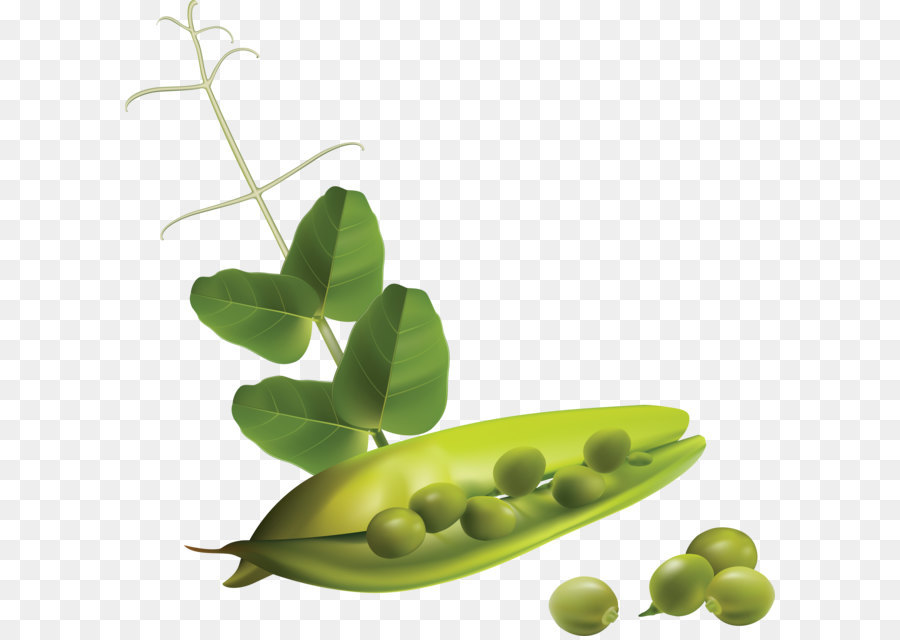 Nieve Pea，Campo Pea PNG