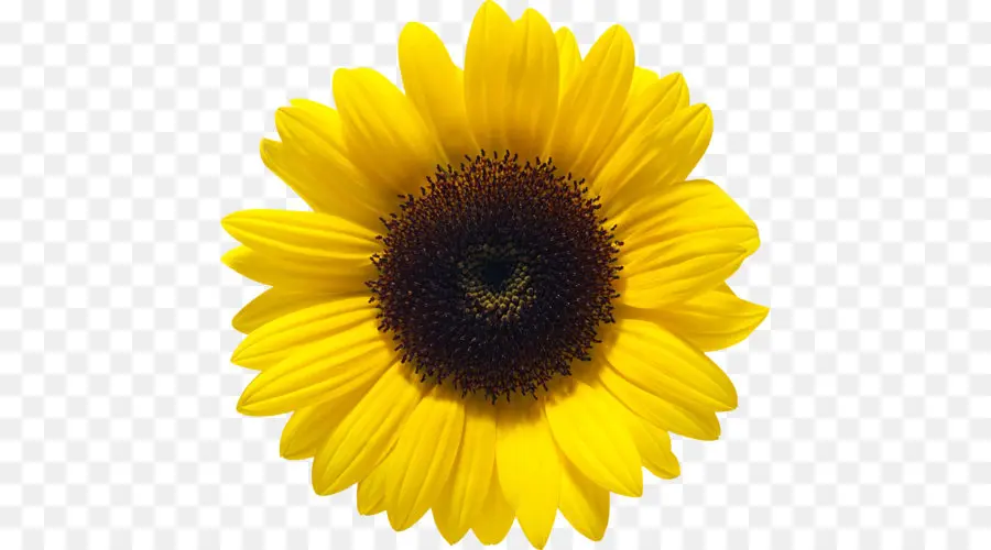 Flor，Amarillo PNG