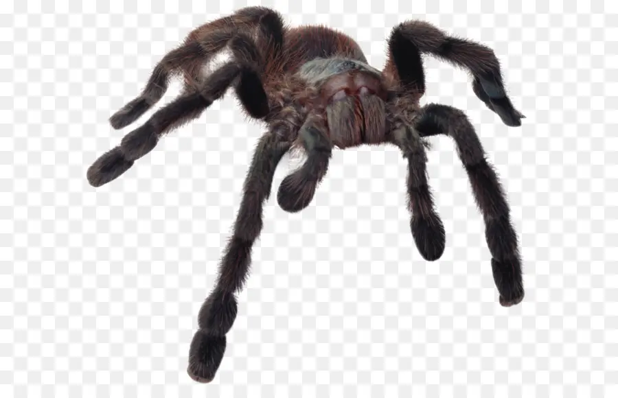 Tarántula，Araña PNG