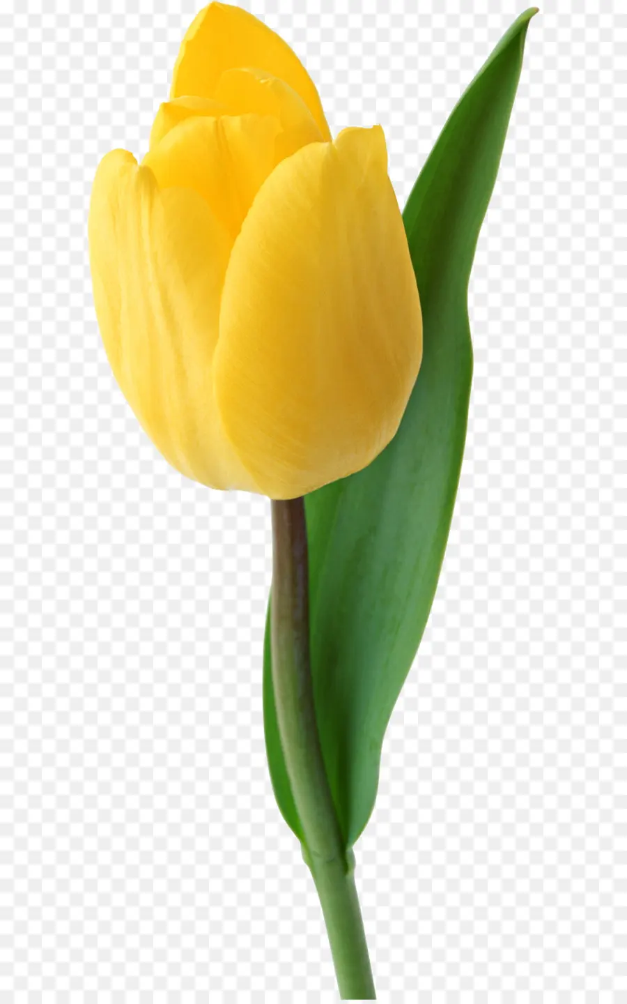 Tulip，Flor PNG