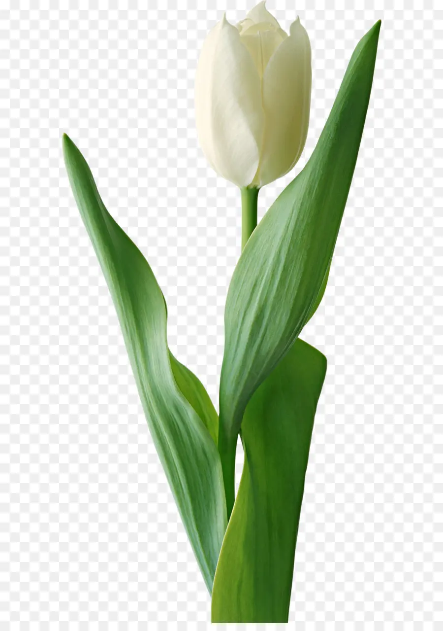 Tulip，Flor PNG