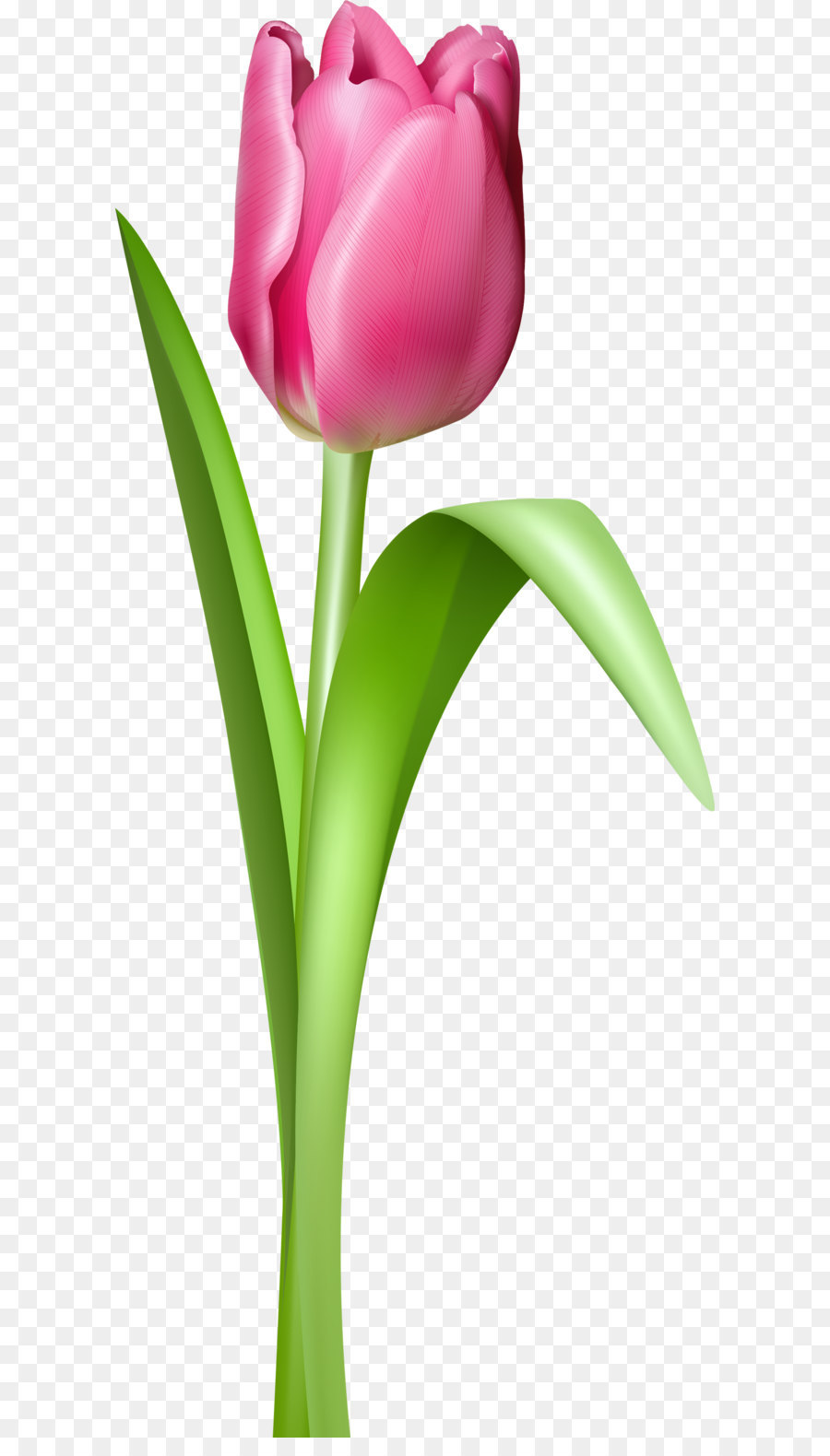 Tulip Mania，Tulipán PNG