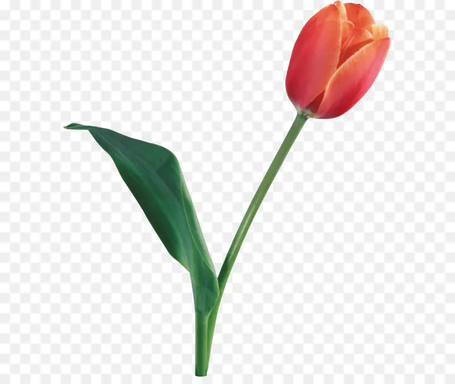 Flor，Tulipán PNG