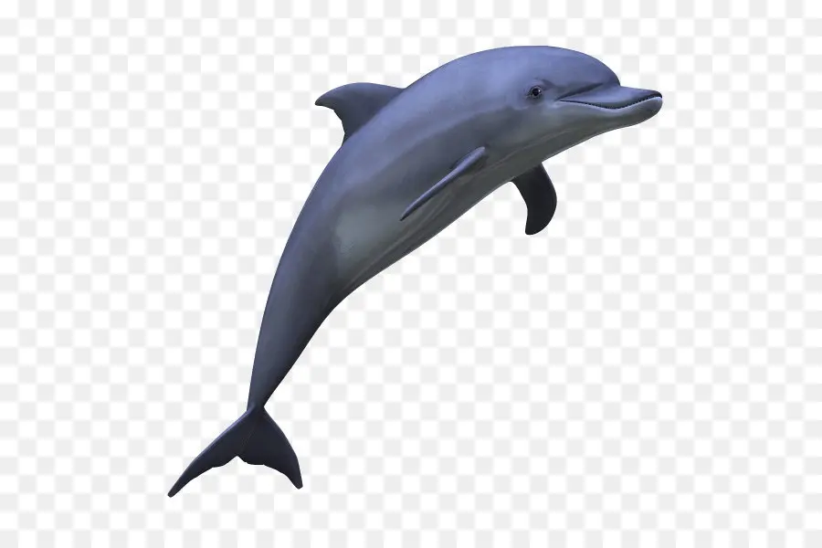 Delfín，Descargar PNG