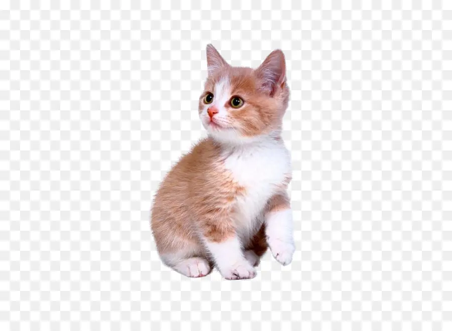 Gatito Sentado，Gatito PNG