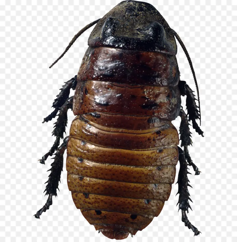 Cucaracha，Bicho PNG