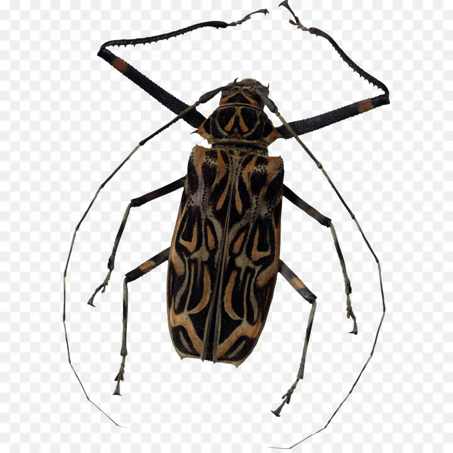 Escarabajo，El Recorte De La Ruta PNG