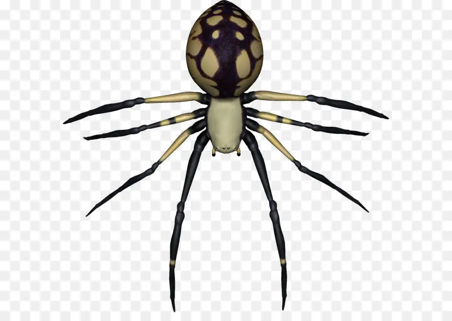 Araña，Insecto PNG