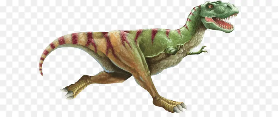 Tyrannosaurus，Velociraptor PNG