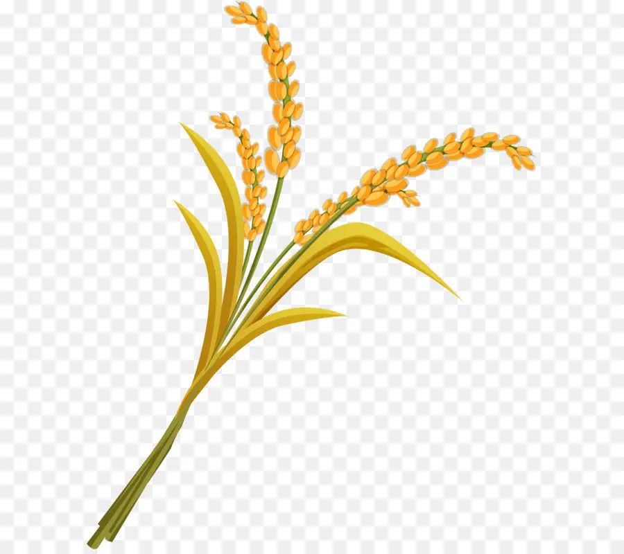 Planta De Arroz，Grano PNG