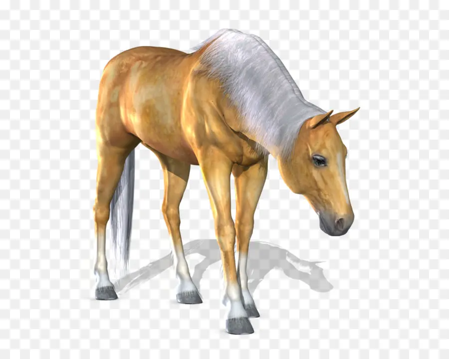 Caballo，Potro PNG