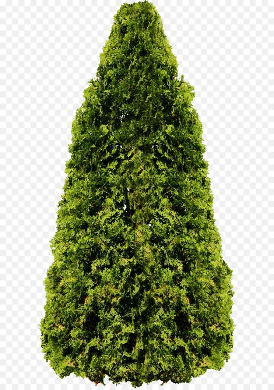 Árbol Verde Alto，Naturaleza PNG