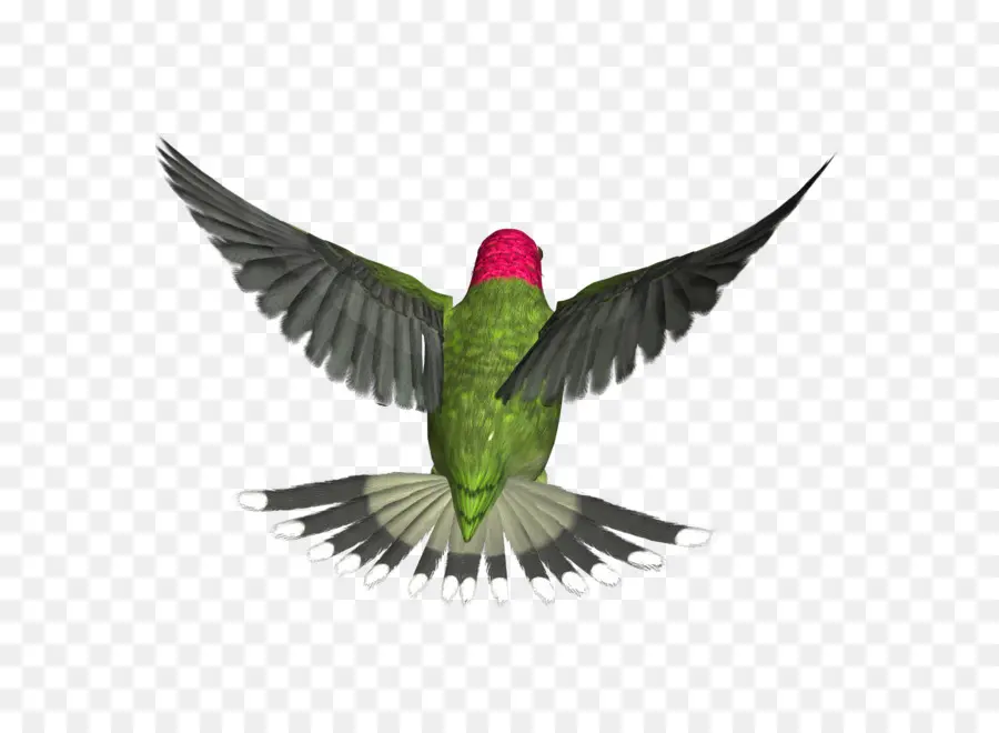 Colibrí，Alas PNG