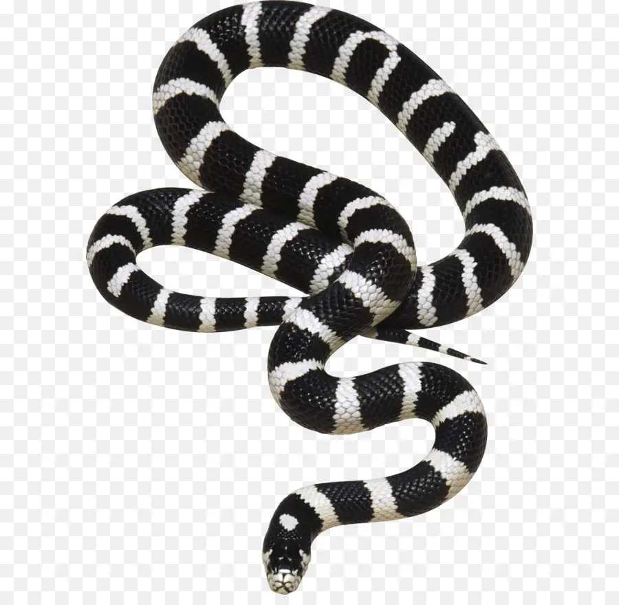 Serpiente Blanca Y Negra，Reptil PNG