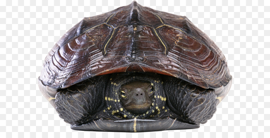 Tortuga，Caparazón De Tortuga PNG