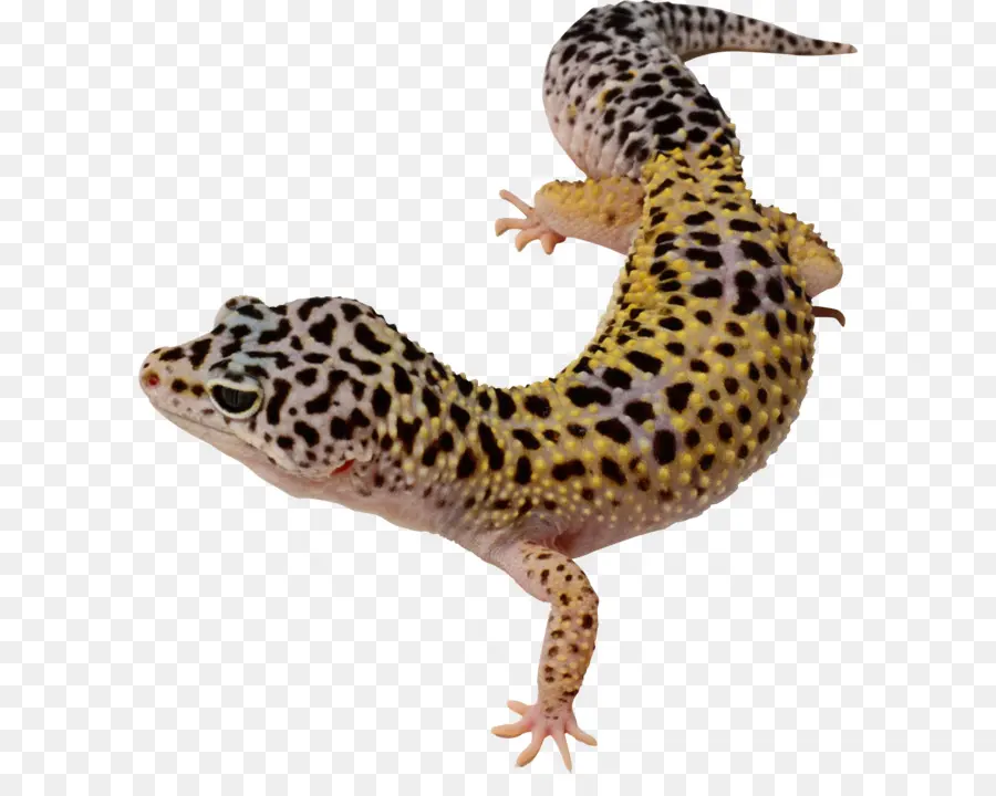 Geco，Lagarto PNG