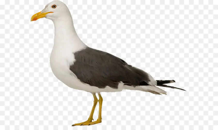 Gaviota De Arenque Europeo，Pájaro PNG