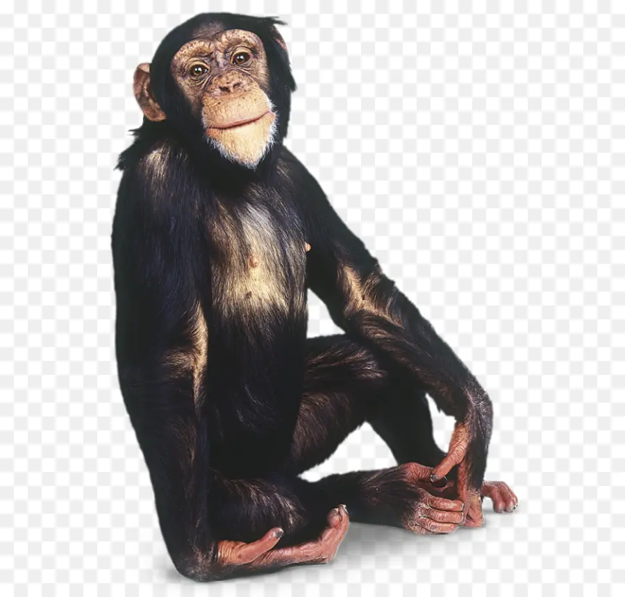 Gorila，Común De Chimpancés PNG