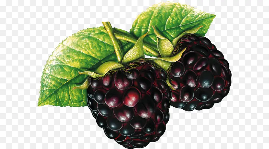 La Fruta，Blackberry PNG
