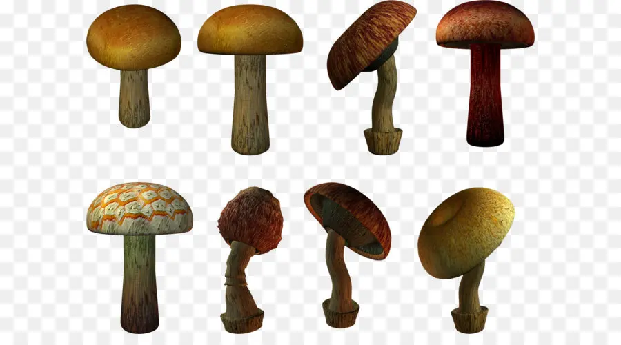 Hongos，Bosque PNG