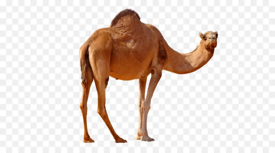Dromedario，Bactriano Camello PNG