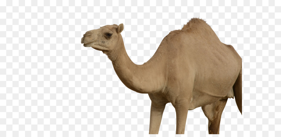 Camellos，Desierto PNG