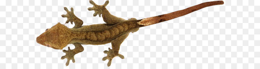 Geco Marrón，Lagarto PNG