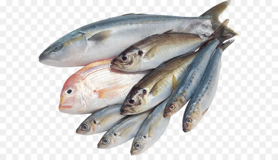 Los Peces，El Agua Salada Peces PNG