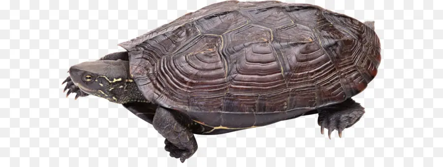 Tortuga，Reptil PNG